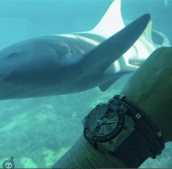 @wristi, Instagram phenomenon, displaying a watch in front of a shark tank. Instagram user @wristi displaying his watch in front of a shark.