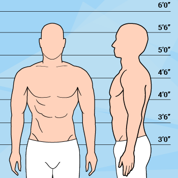 Graphic Of Athletic Body Type