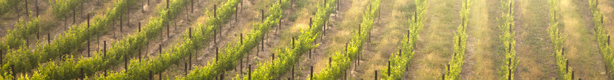 Champagne Vineyard France