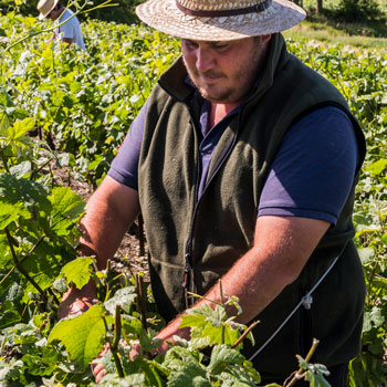 Man Binding Liage Champagne Grape Vines