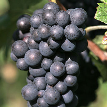 Ripe Champagne Pinot Meunier Grapes On Vine