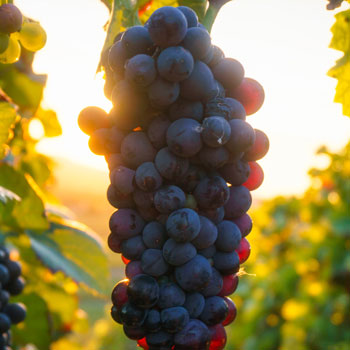 Ripe Champagne Pinot Noir Grapes On Vine