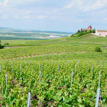 Verzenay Grand Cru Montagne de Reims Chamapgne Village