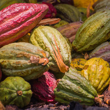 Different Coloured Cocoa Pods In A Pile