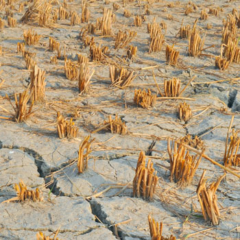 Parched Earth & Patchy Paddy Crop