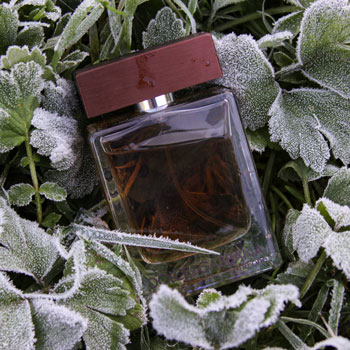 Dolce & Gabbana The One Bottle On Frosted Herbs