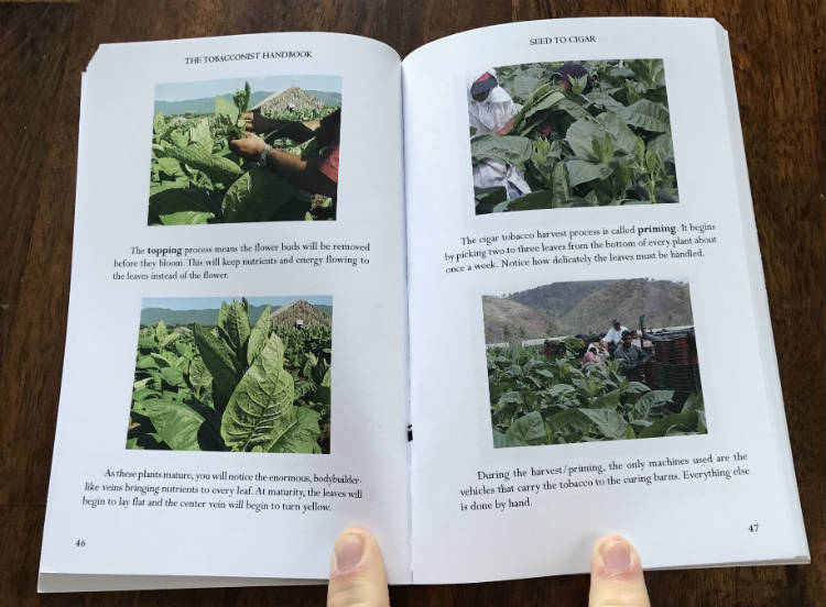Pictures of cigar tobacco fields