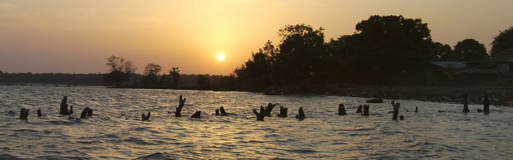 Audemars Piguet Funds Senegal Mangrove Restoration