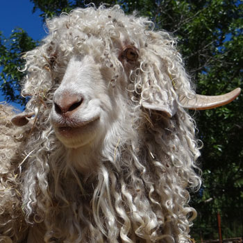 angora-goat-for-mohair