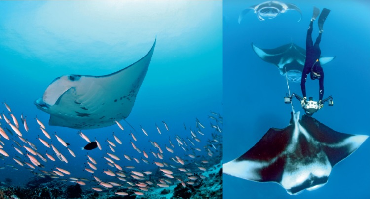 Carl F Bucherer Partner Manta Trust