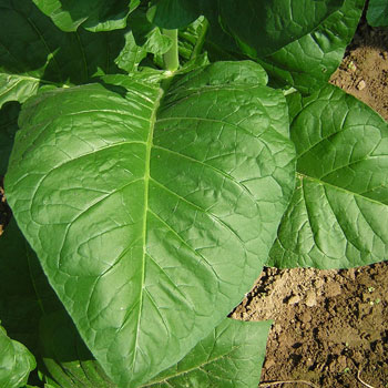 Corojo Tobacco Leaf by Agronomist101