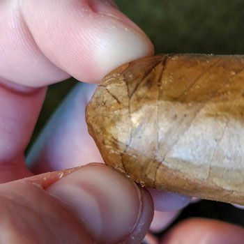 Cutting A Cigar With Fingernails