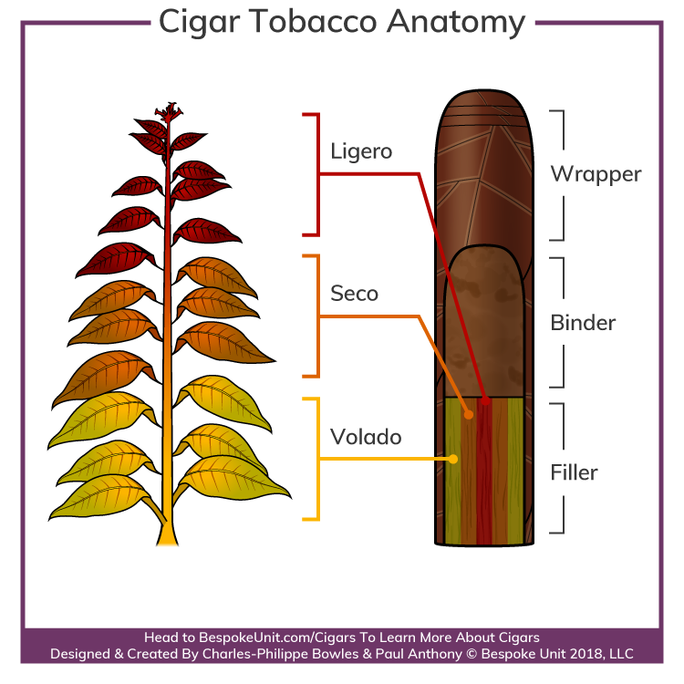 Cigar Anatomy Tobacco Leaf Types Diagram