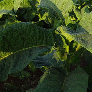 Close Up Volado Tobacco Leaves