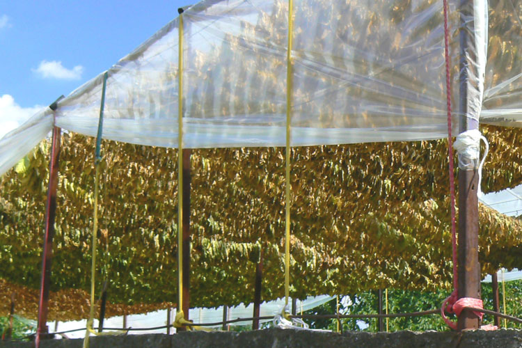 Curing Tobacco Leaves In The Shade