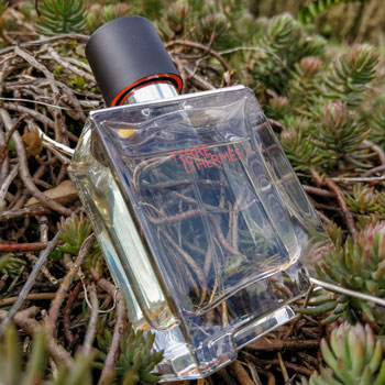 Terre d'hermès bottle in fern shrub