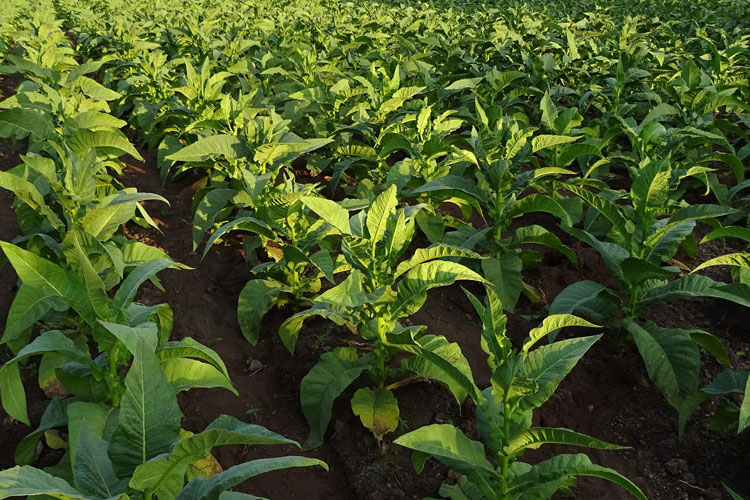 Tobacco Field In The Sun
