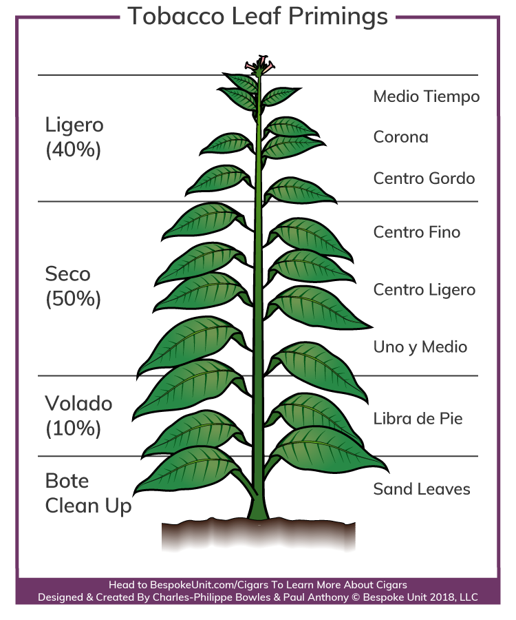 Tobacco Leaf Primings For making Cigars