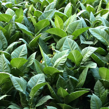 Tobacco Ripe Ligero Leaves