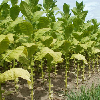 Tobacco Seco Leaves In Cultivation