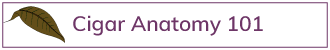 Cigar-Anatomy-Button