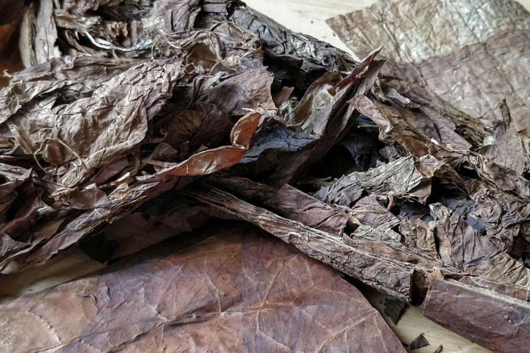 Dissected Cigar Tobacco Close Up