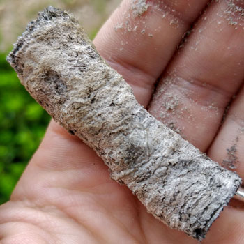 Macanudo Gold Leaf Cigar Ash