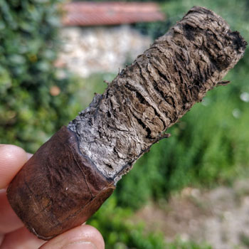 Nub Double Maduro Cigar Final Third Notes