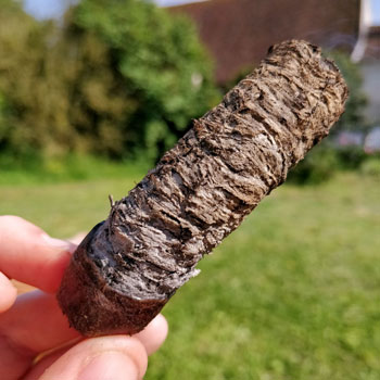 Nub Maduro Cigar Final Third Notes