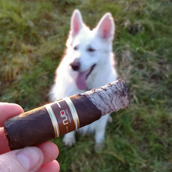 Nub Maduro Cigar & White Swiss Shepherd