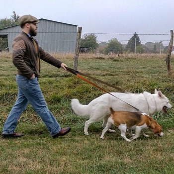 Walking Dogs In Wolf & Shepherd Boots