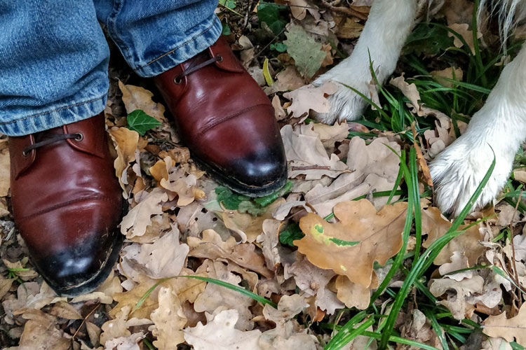 Wolf & Shepherd Breakaway Boots & Dog Paws