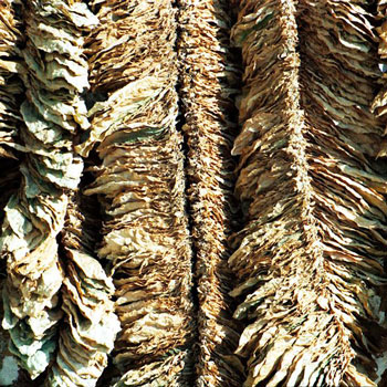 Basma Tobacco Drying by Adamantio CC 3