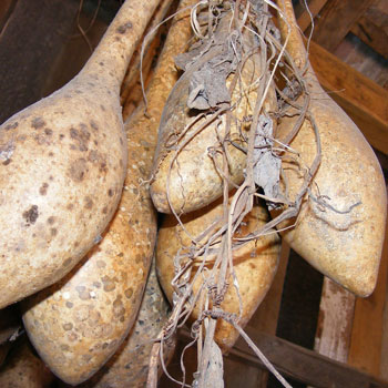 Calabash Gourds For Pipes