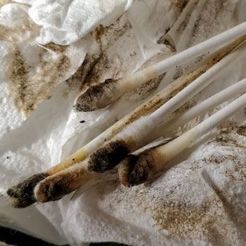 Dirty Q-Tips From Pipe Cleaning