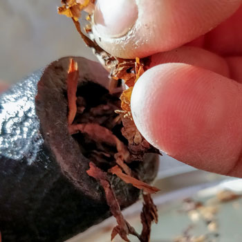 First Fill Of Tobacco In Pipe Bowl