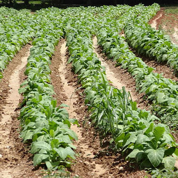 Virginia Tobacco Field by EMW CC 3