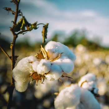 Cotton Plant In Field