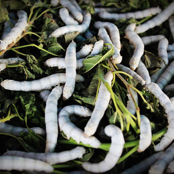 Silk Worms Eating Leaves