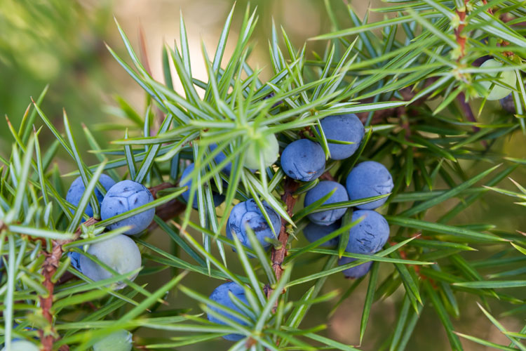 Juniper Berries For Making Gin