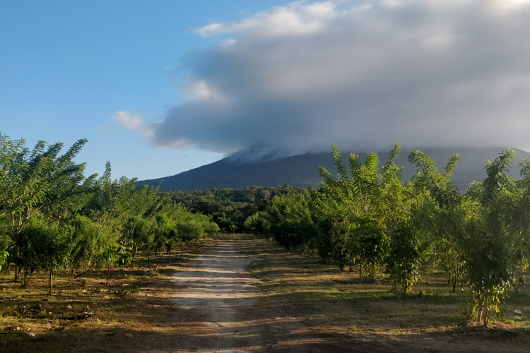 Argencove Cocoa Orchard