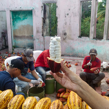 Argencove Cocoa Pod Opened