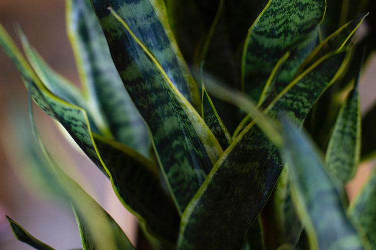 Dracaena Trifasciata Snake Plant by Drew Beamer