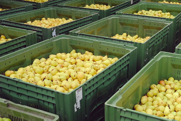 Schladerer Williams Birne