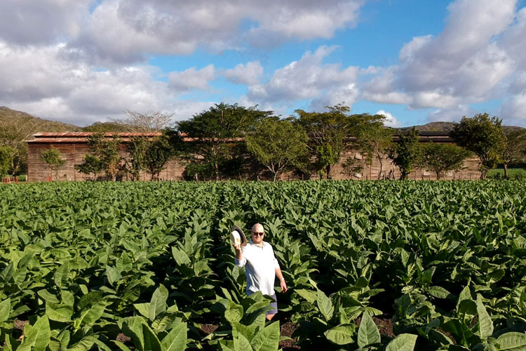 Bespoke Unit Paul Anthony In Plasencia Tobacco Field