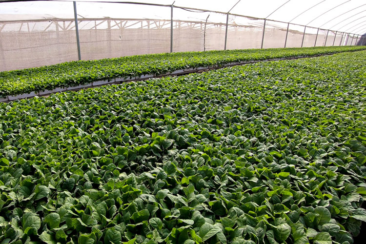 Cigar Tobacco Nursery