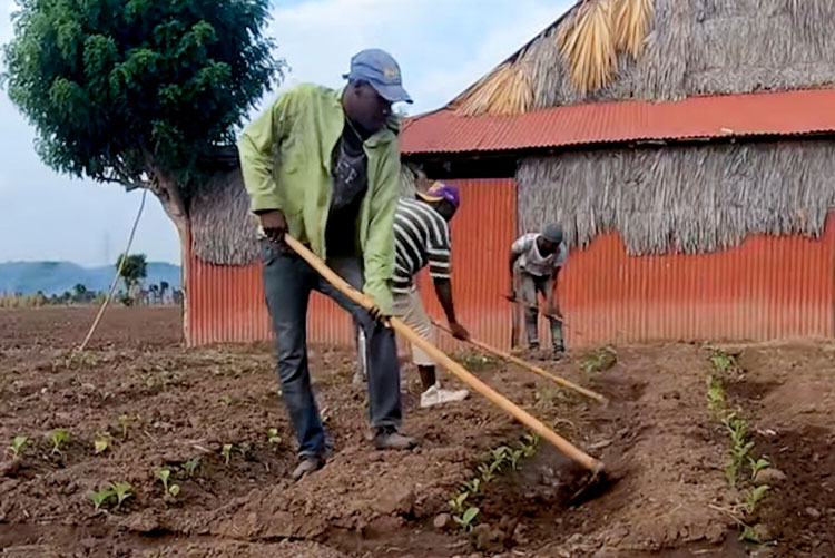 Davidoff Farmers Planting In Tobacco Field