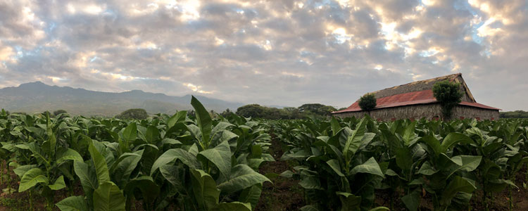 Davidoff Tobacco Field Dominican Republic