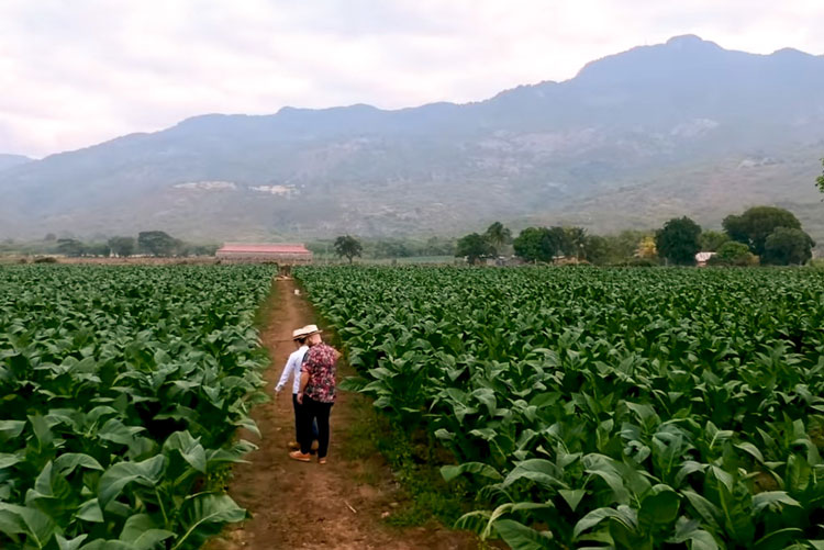 Davidoff Tobacco Field In the Dominican Republic