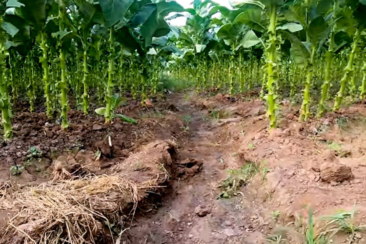 Davidoff Tobacco Field Irrigation